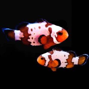 Snowflake clownfish are elegant looking fish