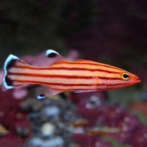 A striking Rubre Swissguard Basslet showcasing its vibrant red coloration and elongated body.
