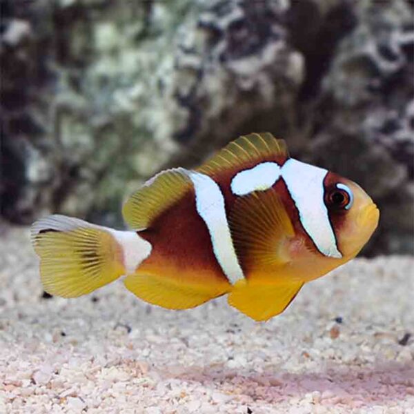 Spotcinctus Clownfish are adorable looking clownfish
