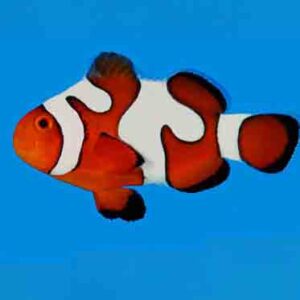 DaVinci Clownfish are amazing fish with eye catching patterns