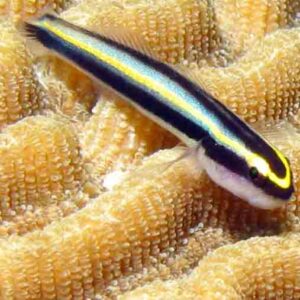 Sharknose Goby in the aquarium
