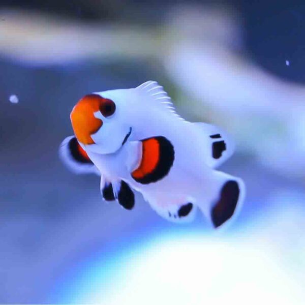 Wyoming White Clownfish are fantastic little fish to keep