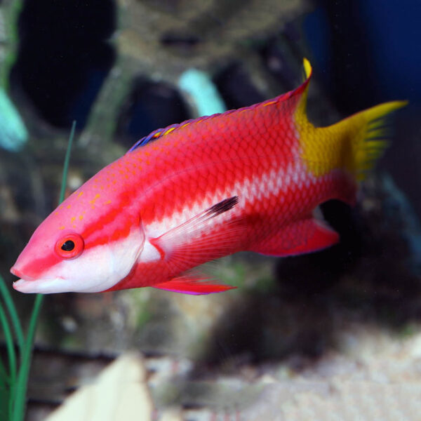 Cuban Hog swimming in the aquarium