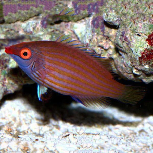 Pink Streaked Wrasse, Pseudocheilinops ataenia, also go by the name Pelvic Spot Wrasse.