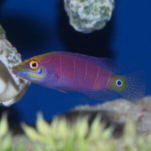 Mystery Wrasse, Pseudocheilinus Ocellatus, also go by the name White Barred Wrasse.
