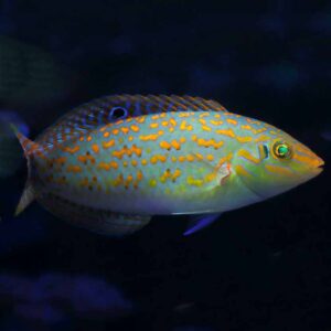 Timor Wrasse, Halichoeres timorensis, are amazing additions to marine tanks.