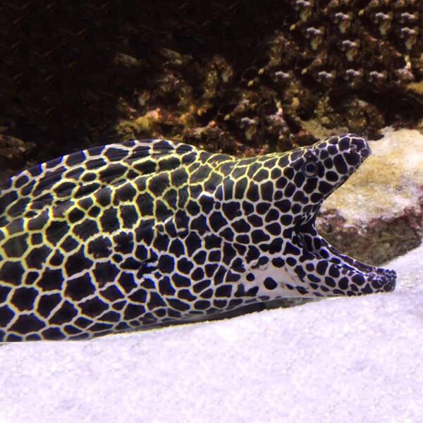 Tessalata Eels, Gymnothorax favagineus, also go by the name Leopard Eel.