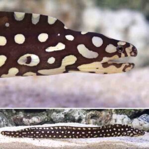 Skeletor Eels, Echidna xanthospilos, also go by the name Yellow Spotted Moray.