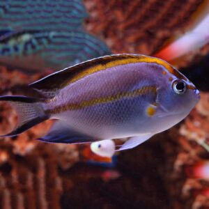 Male Bellus Angelfish (Genicanthus bellus) showcasing its vibrant colours