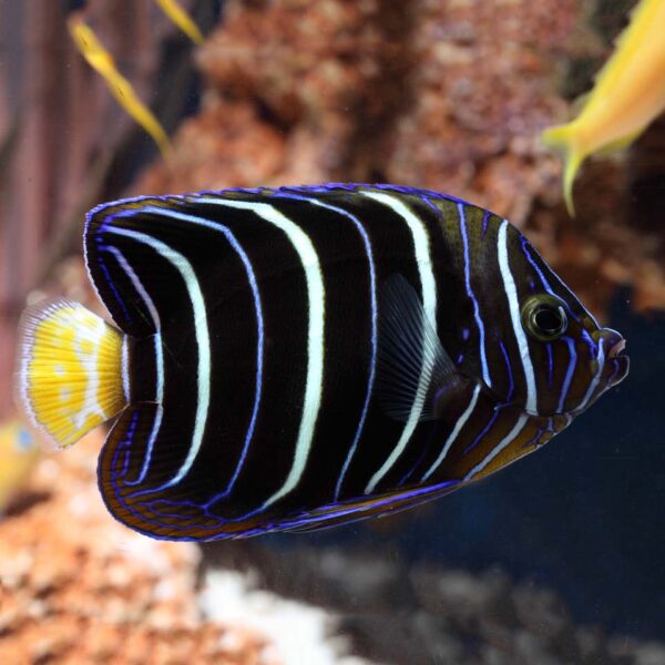 Juvenile African Angelfish, Pomacanthus chrysurus, also go by the name Ear-spot Angel or Goldtail Angel.