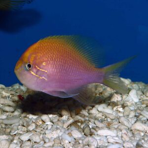 Fathead Sunburst Anthias, Serranocirrhitus latus, also go by the name Hawkfish Anthias.