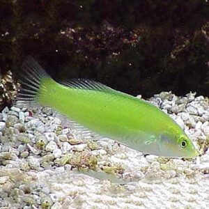 Jade Wrasse, Halichoeres chloropterus, also go by the name Pastel Green Wrasse.
