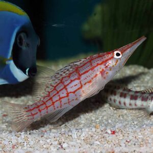 the Longnose Hawkfish, in the aquarium