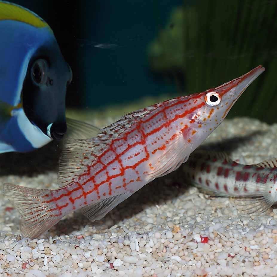 Longnose Hawkfish Fast Professional service Abyss Aquatics