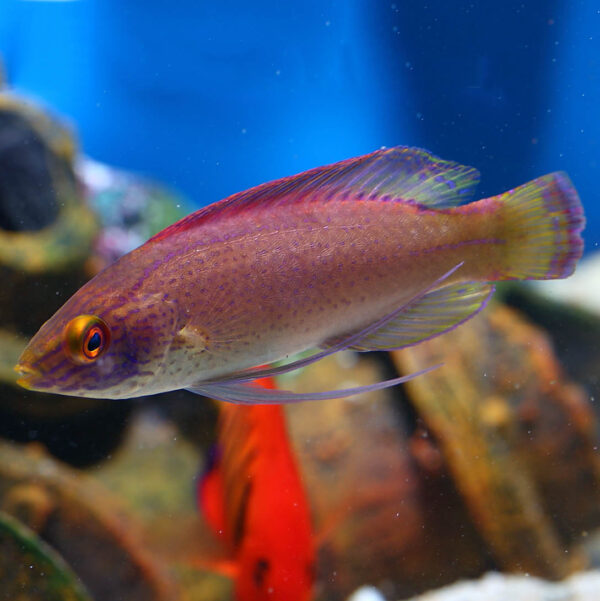 Pylei Fairy Wrasse, Cirrhilabrus pylei, also go by the name Pylei Fairy Wrasse.