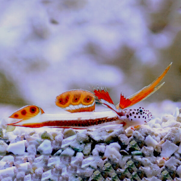 The Flaming Prawn Goby (Discordipinna griessingeri), or Spikefin Goby, resting in the aquarium