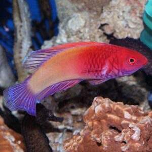 Red Head Fairy Wrasse, Cirrhilabrus rubrisquamis, also go by the name Rosy Scale Fairy Wrasse.