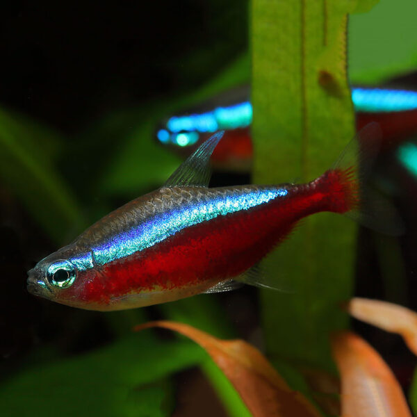 Image of vibrant Cardinal Tetras swimming in a planted aquarium at Abyss Aquatics. The fish have bright blue and red stripes that contrast beautifully against their silver bodies. The plants and rocks in the tank provide ample hiding spaces and create a natural-looking environment