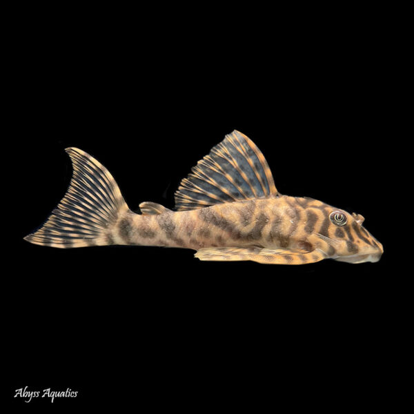 L015 Candy Stripe Pleco is a stunning fish with beautiful patterns