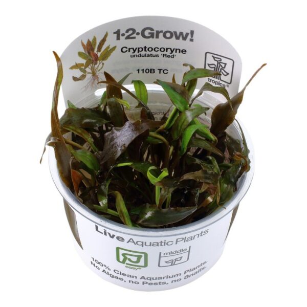 Tropica 1-2-Grow! Cryptocoryne Undulatus 'Red' t is an easy plant, tolerant of very different conditions in an aquarium. Appearance of the plant will partially depend on these conditions.