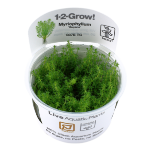 Tropica 1-2-Grow! Myriophyllum Guyana in a container.