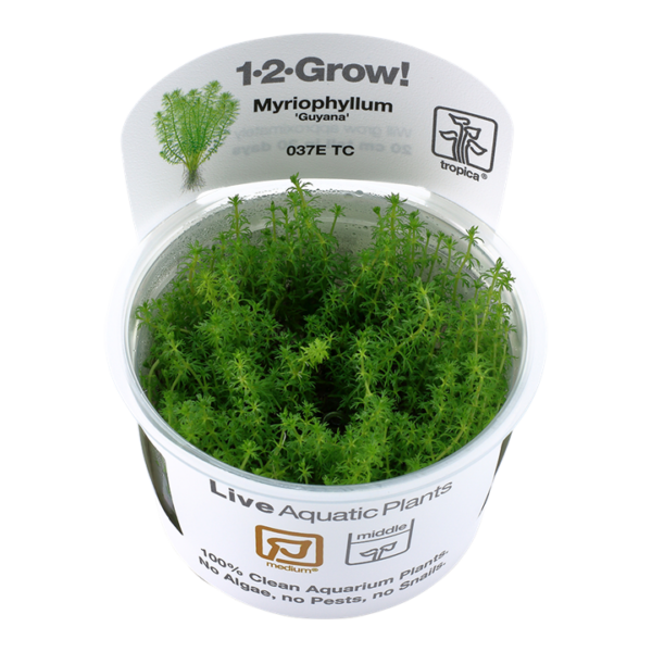 Tropica 1-2-Grow! Myriophyllum Guyana in a container.