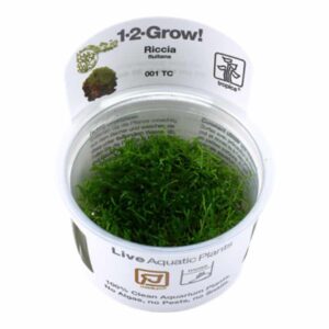 Tropica 1-2-Grow! Riccia Fluitans Riccia fluitans thrives best with added CO2 and in good growing conditions small oxygen bubbles form on the leaf tips. As a traditional floating plant it offers good protection for young fish.