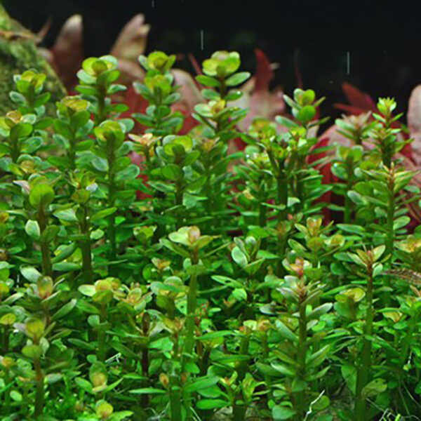 Rotala 'Bonsai' is particularly suitable for nano-aquariums