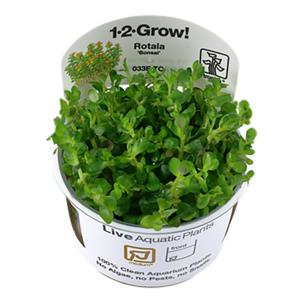 Tropica 1-2-Grow Rotala 'Bonsai' is particularly suitable for nano-aquariums