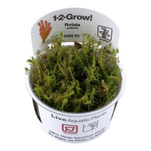 Tropica 1-2-Grow! Rotala Wallichii Rotala wallichii is a demanding plant that develops red shoot tips in good light conditions.