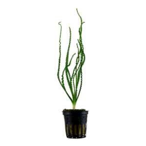 A Tropica Potted Crinum Calamistraum, an aquatic plant with long, slender leaves that exhibit a distinctive curling pattern. The leaves are dark green, adding an elegant and visually appealing element to the aquarium.