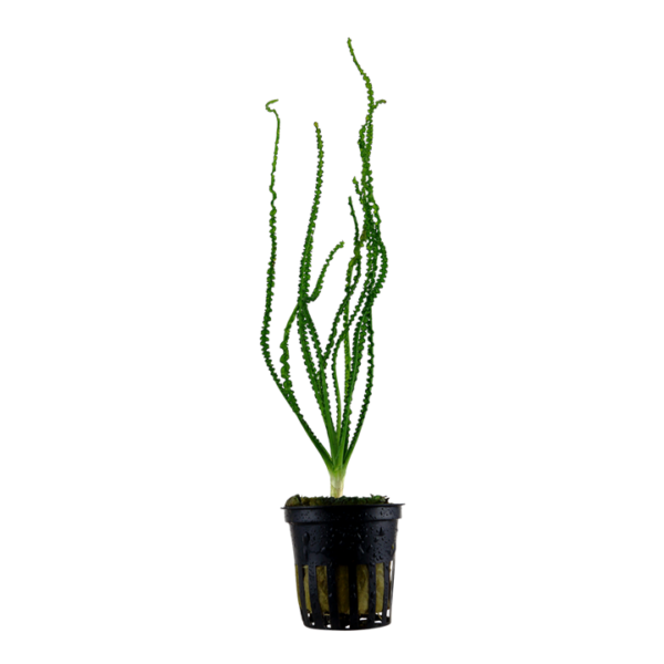 A Tropica Potted Crinum Calamistraum, an aquatic plant with long, slender leaves that exhibit a distinctive curling pattern. The leaves are dark green, adding an elegant and visually appealing element to the aquarium.