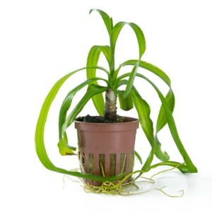 A Tropica Potted Crinum Thaianum, an aquatic plant with long, narrow leaves emerging from a central bulb. The leaves are dark green and slightly curled, adding a unique and elegant touch to the aquarium.