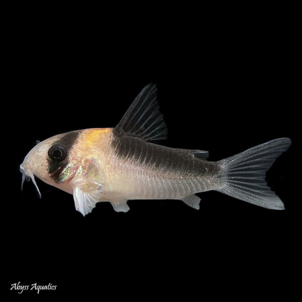The Adolfoi Corydora is a stunning species with a vibrant orange marking.