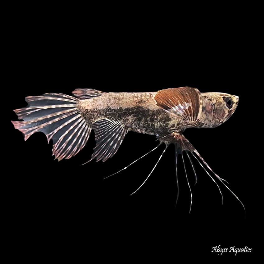 African butterfly shop cichlid for sale