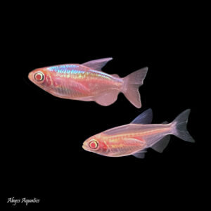 Best sales tetra fish