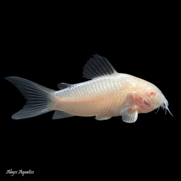 The Albino corydora is a colour variant of the Bronze corydora, and is a peaceful shoaling catfish species