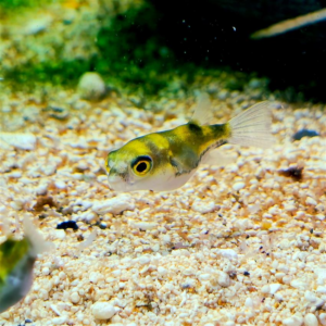 amazon pufferfish at the abyss. image taken by james