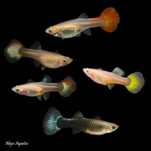 Assorted Guppy Female is a lovely mixture of different colour and pattern morphs