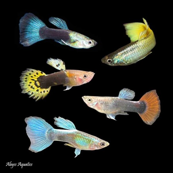 Assorted Guppy Males is a great way to add lots of colour morphs quickly to your tank