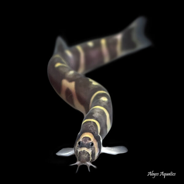 Buy Banded Kuhli Loach Fast, Professional Service