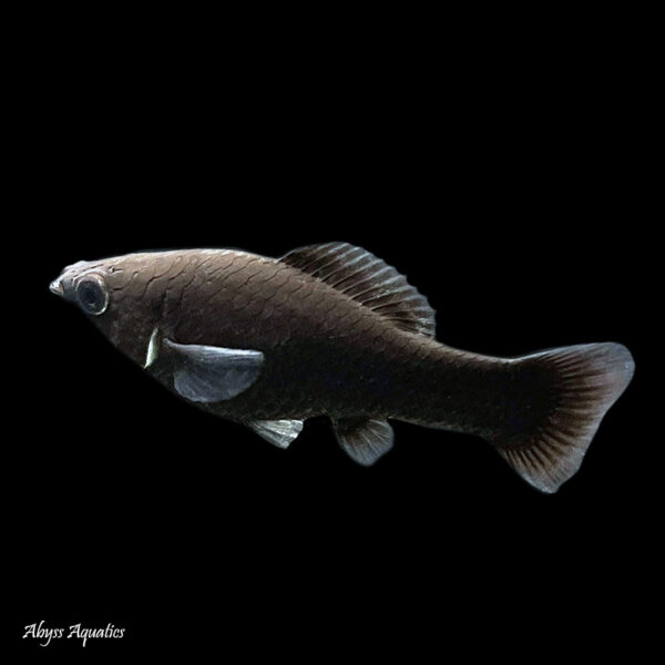 The Black Molly is a popular live bearing fish