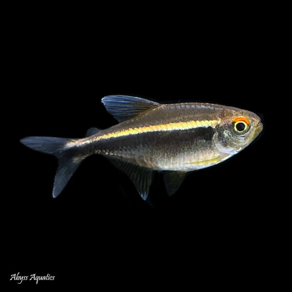 Black Neon Tetras are a great addition to any community aquarium, adding a striking contrast with their black and neon blue coloration. They are hardy, easy to care for, and peaceful, making them an excellent choice for both beginner and experienced fish keepers alike.