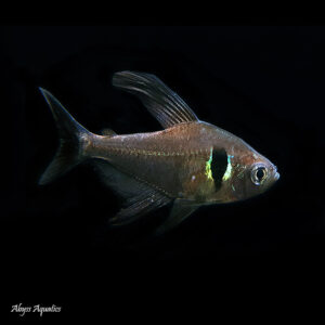 he Black Phantom Tetra is relatively easy to care for and is a popular choice for beginner aquarists. However, their popularity and limited supply in the aquarium trade contribute to their high price tag. Additionally, breeding Black Phantom Tetras in captivity can be challenging, which adds to their overall cost. Overall, the Black Phantom Tetra is a beautiful and unique addition to any freshwater aquarium.