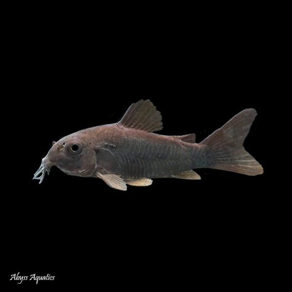 Black Venezuelan Corydora, Corydoras Aeneus, is a peaceful and striking little catfish.