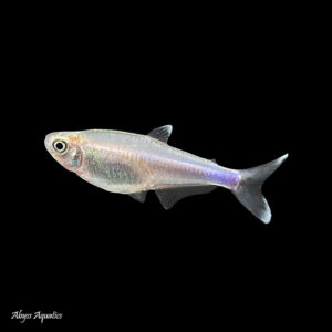 The Blue Fredcochui Tetra displays beautiful iridescent blues