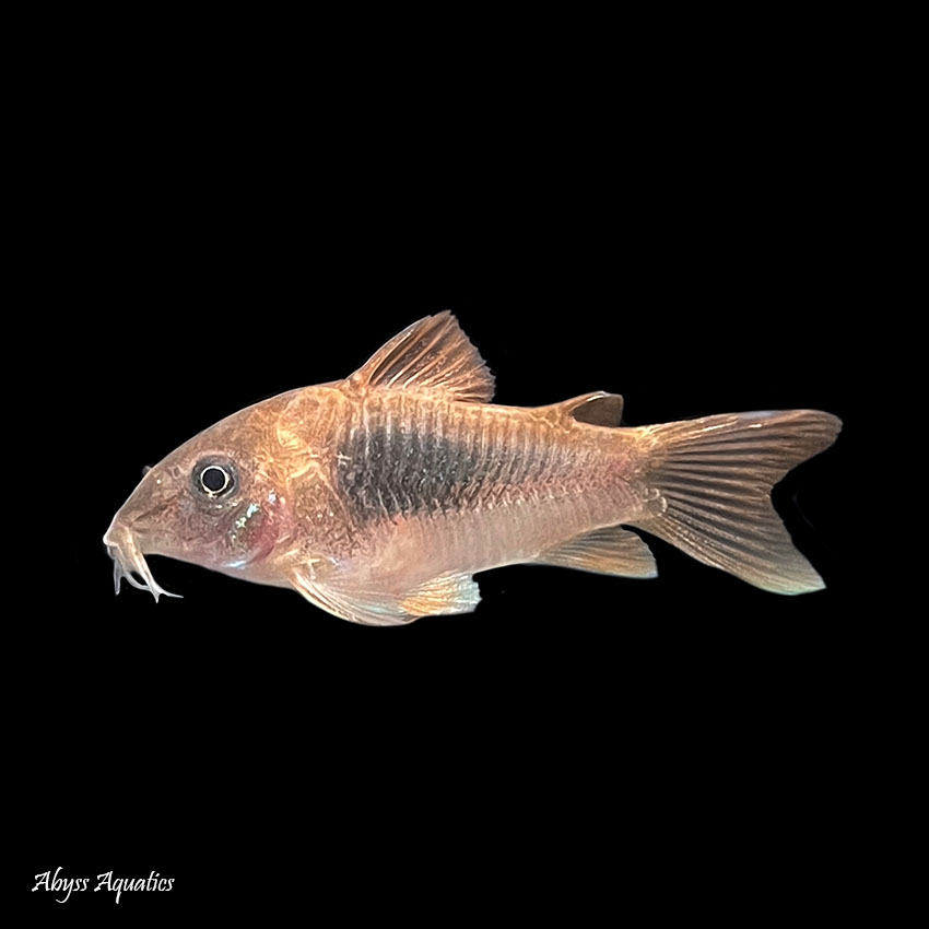 Bronze corydoras deals