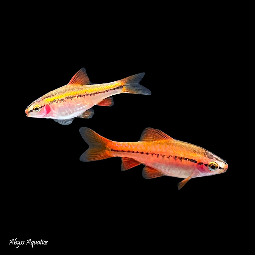 Buy Cherry Barb Fast, Professional Service