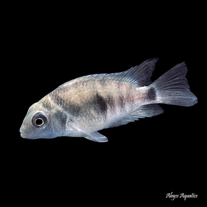 Buy Honduran Red Point Cichlid Fast, Professional Service