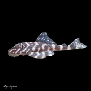 Butterfly Clown Pleco L168 is a beautiful plec with lovely striped patterns